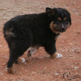 Orpheus - Black tri-color male Australian Shepherd puppy in Tuscola, Texas from Rockin D Ranch
