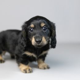 Cheddar - Black and cream male Dachshund puppy in Boswell, Indiana from Golden Moose Homestead