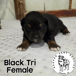 Rhonda - Black tri female Miniature Australian Shepherd puppy in Jaroso, Colorado from Heaven Sent Aussies