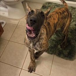 Brindle Boy - Brindle male Great Dane puppy in Westland, Georgia from Black Tie Danes