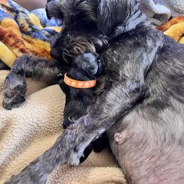 Miniature Schnauzer Puppies from Chantel's Miniature Schnauzers