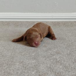 Purple Girl - Red  female Goldendoodle puppy in Guthrie, Oklahoma from Edmond Doodles, LLC