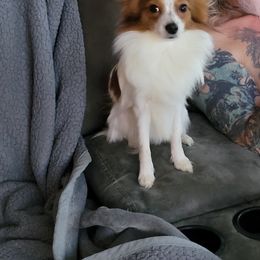 Papillon Puppies from Kimberly Brannon's Papillons