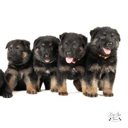 German Shepherd Puppies from Dogsport K9's
