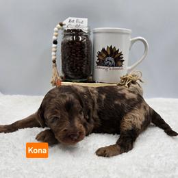 Kona - Merle male Goldendoodle puppy in Summerville, South Carolina from Channys Doodles