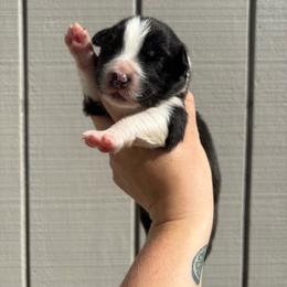 Girl 3 - Black & white female Australian Shepherd puppy in Martville, New York from Jasmin's Australian Shepherds