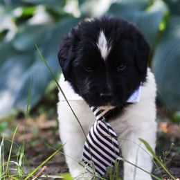 Manticor - White and black male Newfoundland puppy in Madison, Wisconsin from Riddle Family Newfoundland
