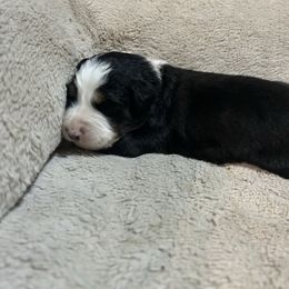 Raven - Black tri-color female Australian Shepherd puppy in Terryville, Connecticut from Spirited Aussies