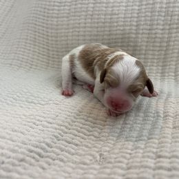 Boy 2 - Blenheim male Cavapoo puppy in Glendale, Arizona from Dashing Dogs