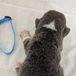 Boy 3 - Blue male Pembroke Welsh Corgi puppy in Lufkin, Texas from Wartooth Cowdogs
