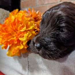 Australian Labradoodle Puppies from Llewellyn's Grove Labradoodles
