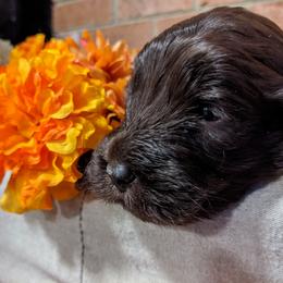 Australian Labradoodle Puppies from Llewellyn's Grove Labradoodles