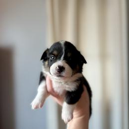 Gray Male - Black and tan male Pembroke Welsh Corgi puppy in La Porte City, Iowa from Cedar River Corgis