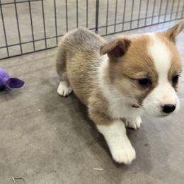 Angel - Sable female Pembroke Welsh Corgi puppy in Millsap, Texas from Punchy Pembroke Ranch