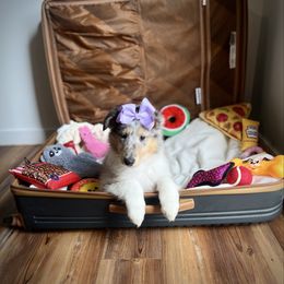 Ariel - Blue merle female Collie puppy in Chilhowie, Virginia from Jolly Collies & Kingdom Elite Yorkshire Terriers