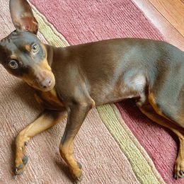 Blu - Miniature Pinscher