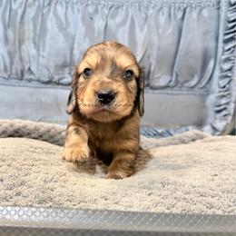 Hamilton - Cream male Dachshund puppy in Anderson, Alabama from Pasek Kennels