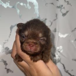 Mochi - Chocolate and tan male Pomeranian puppy in Visalia, California from Exotic_fresita_poms