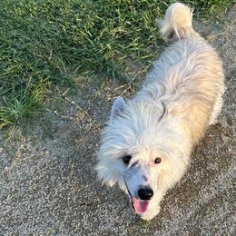 Kramer - Chinese Crested