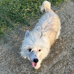 Kramer - Chinese Crested