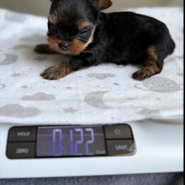 French Bulldog and Yorkshire Terrier Puppies from Twinkle Paws Frenchies and Yorkies