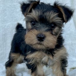 French Bulldogs and Yorkshire Terriers from Puppy Love AZ LLC