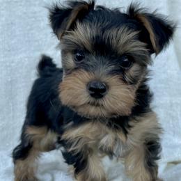 French Bulldogs and Yorkshire Terriers from Puppy Love AZ LLC