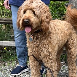 Annie - Goldendoodle