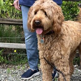 Annie - Goldendoodle