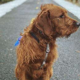 Labradoodles from Henry Fawkes Schork - Labradoodle Stud