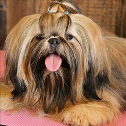 Chaz - Red male Shih Tzu puppy in Sanger, California from Hillsides Shih-Tzu