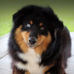 Woody - Australian Shepherd