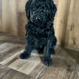 Bean - Black female Goldendoodle puppy in Fairview, Utah from Doodle Café