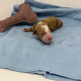 Simba - Cream male Goldendoodle puppy in Lancaster, Pennsylvania from Henriquez Puppies