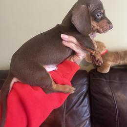 Oscar - Chocolate and tan male Dachshund puppy in Raleigh, North Carolina from Capital City Dachshunds