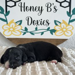 Black and White - Black male Dachshund puppy in Fort Worth, Texas from Honey B’s Doxies
