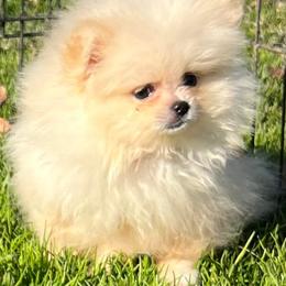 Pomeranian Puppies from Bluebonnet Pomeranians