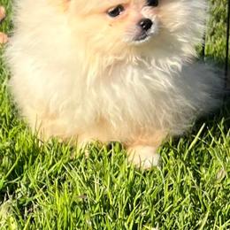 Pomeranian Puppies from Bluebonnet Pomeranians