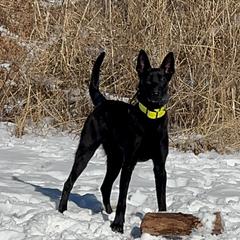 Kramer - Belgian Malinois