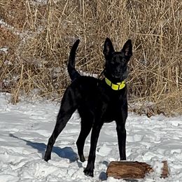 Kramer - Belgian Malinois