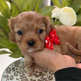 Sushi - Ruby female Cavalier King Charles Spaniel puppy in Yuciapa, California from AlltheDoodlez_
