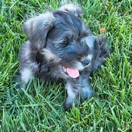 Baby AKC - Black male Miniature Schnauzer puppy in Las Vegas, Nevada from Byrd's House