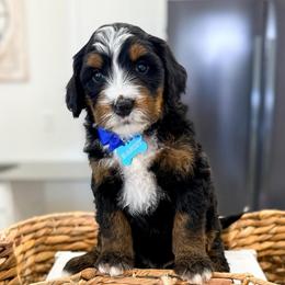 Bandit - Tri-color male Bernedoodle puppy in West Haven, Utah from Split Mountain Doodles