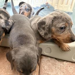 Dachshund puppies from Dachshunters