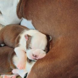 Boy 1 - Seal and white Boston Terrier puppy in Superior, Arizona from BostonTerriersAZ