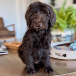 Gray - Chocolate male Goldendoodle puppy in St George, Utah from Doodle Bears of Southern Utah