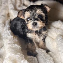Amaretto (Rare Korean Morkie) - Black male Morkie puppy in Atlanta, Georgia from Cocktail Puppies