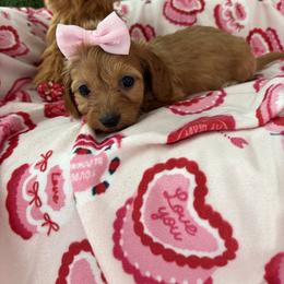 Rachel - Wheaten female Dachshund puppy in Lake City, Florida from My Ditzy Doxies of Florida
