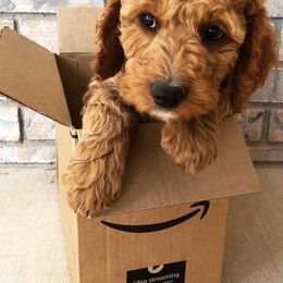 Cavapoo Puppies from Cedar Sprout Puppies