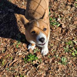 Shea - Red and white female Basenji puppy in Caldwell, Texas from Becker's Basenjis